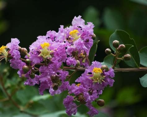 紫薇花種植|紫薇的栽種養護方法介紹 紫薇花有幾種顏色